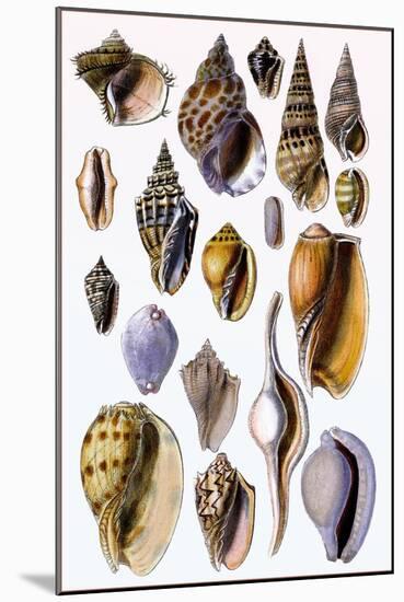 Shells: Trachelipoda-G.b. Sowerby-Mounted Art Print