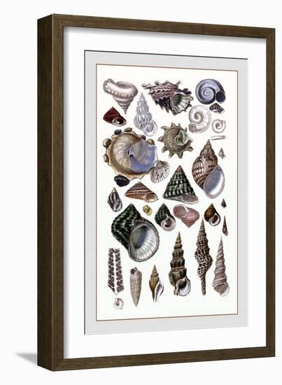 Shells: Trachelipoda-G.b. Sowerby-Framed Art Print