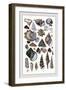 Shells: Trachelipoda-G.b. Sowerby-Framed Art Print