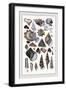 Shells: Trachelipoda-G.b. Sowerby-Framed Art Print