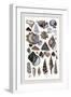 Shells: Trachelipoda-G.b. Sowerby-Framed Art Print