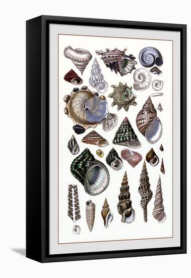 Shells: Trachelipoda-G.b. Sowerby-Framed Stretched Canvas