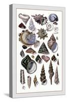 Shells: Trachelipoda-G.b. Sowerby-Stretched Canvas