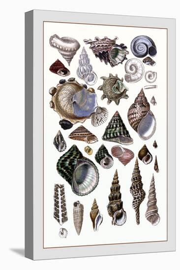 Shells: Trachelipoda-G.b. Sowerby-Stretched Canvas