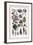 Shells: Trachelipoda-G.b. Sowerby-Framed Art Print