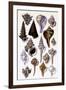 Shells: Trachelipoda-G.b. Sowerby-Framed Art Print