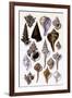 Shells: Trachelipoda-G.b. Sowerby-Framed Art Print