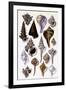 Shells: Trachelipoda-G.b. Sowerby-Framed Art Print