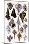 Shells: Trachelipoda-G.b. Sowerby-Mounted Art Print