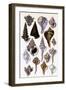 Shells: Trachelipoda-G.b. Sowerby-Framed Art Print