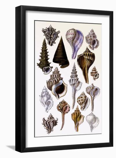 Shells: Trachelipoda-G.b. Sowerby-Framed Art Print