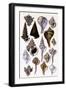 Shells: Trachelipoda-G.b. Sowerby-Framed Art Print