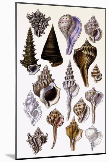 Shells: Trachelipoda-G.b. Sowerby-Mounted Art Print