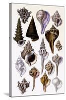 Shells: Trachelipoda-G.b. Sowerby-Stretched Canvas