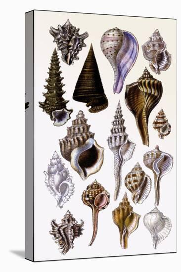 Shells: Trachelipoda-G.b. Sowerby-Stretched Canvas