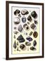 Shells: Trachelipoda-G.b. Sowerby-Framed Art Print