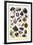 Shells: Trachelipoda-G.b. Sowerby-Framed Art Print