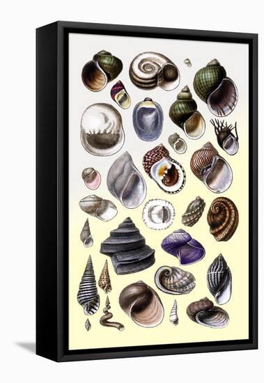 Shells: Trachelipoda-G.b. Sowerby-Framed Stretched Canvas