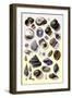 Shells: Trachelipoda-G.b. Sowerby-Framed Art Print