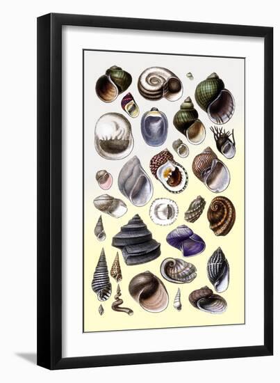 Shells: Trachelipoda-G.b. Sowerby-Framed Art Print