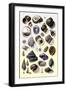 Shells: Trachelipoda-G.b. Sowerby-Framed Art Print