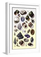 Shells: Trachelipoda-G.b. Sowerby-Framed Art Print