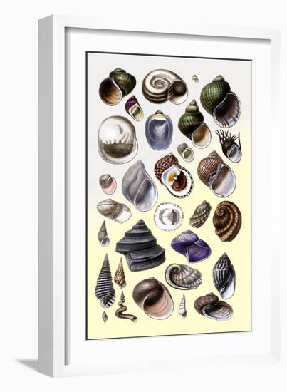 Shells: Trachelipoda-G.b. Sowerby-Framed Art Print