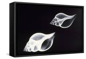 Shells X-Ray-null-Framed Stretched Canvas