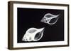 Shells X-Ray-null-Framed Photographic Print
