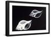 Shells X-Ray-null-Framed Photographic Print