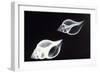 Shells X-Ray-null-Framed Photographic Print