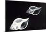 Shells X-Ray-null-Mounted Photographic Print