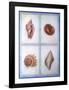 Shells-Lewman Zaid-Framed Art Print