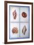 Shells-Lewman Zaid-Framed Art Print