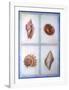 Shells-Lewman Zaid-Framed Art Print