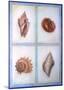 Shells-Lewman Zaid-Mounted Art Print