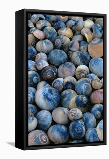 Shells-Darrell Gulin-Framed Stretched Canvas