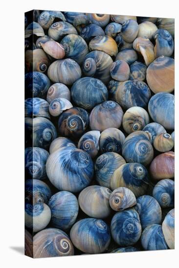 Shells-Darrell Gulin-Stretched Canvas