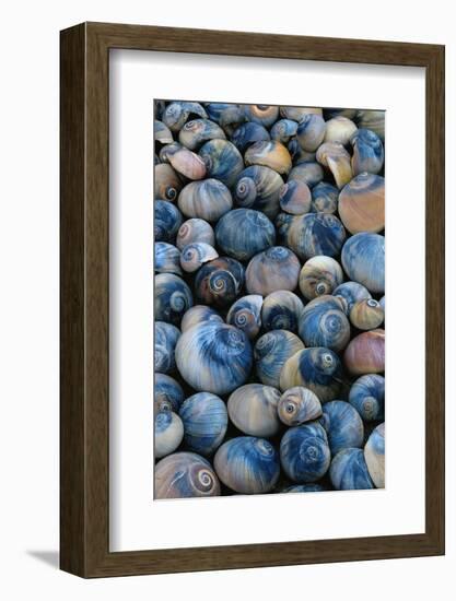 Shells-Darrell Gulin-Framed Photographic Print