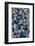 Shells-Darrell Gulin-Framed Photographic Print