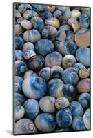 Shells-Darrell Gulin-Mounted Photographic Print