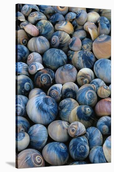 Shells-Darrell Gulin-Stretched Canvas