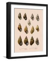 Shells-null-Framed Giclee Print