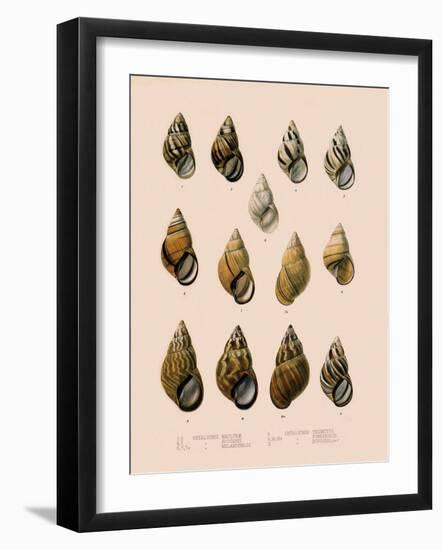 Shells-null-Framed Giclee Print