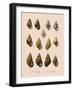 Shells-null-Framed Giclee Print