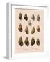 Shells-null-Framed Giclee Print