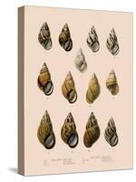 Shells-null-Stretched Canvas