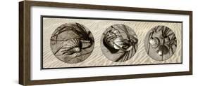 Shells-Alan Hausenflock-Framed Photographic Print