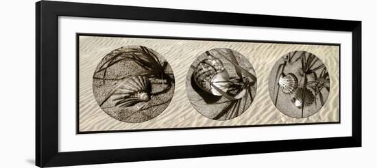 Shells-Alan Hausenflock-Framed Photographic Print