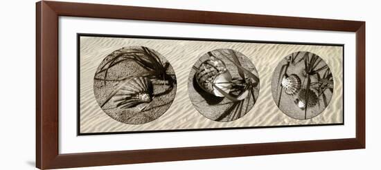 Shells-Alan Hausenflock-Framed Photographic Print